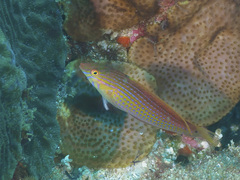 Suezichthys arquatus