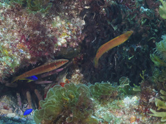 Suezichthys arquatus