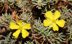 Hibbertia hibbertioides hibbertioides