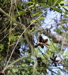 Distimake dissectus dissectus