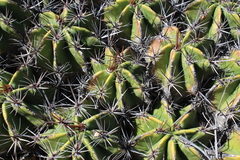 Ferocactus robustus