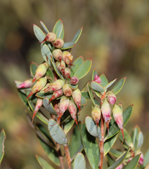 Conostephium preissii