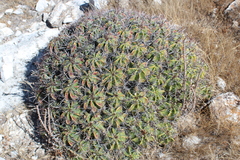 Ferocactus robustus