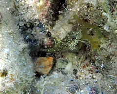 Blenniiformes