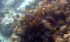 Ocyurus chrysurus