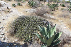 Ferocactus robustus