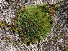 Oreobolus pectinatus