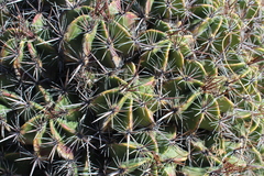 Ferocactus robustus