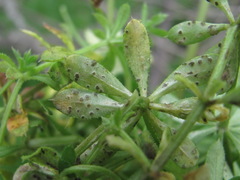 Leptotrochila verrucosa