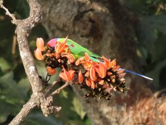 Psittacula cyanocephala