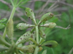 Leptotrochila verrucosa