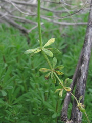 Leptotrochila verrucosa