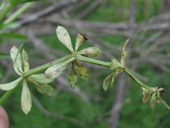 Leptotrochila verrucosa