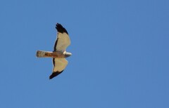 Circus cinereus