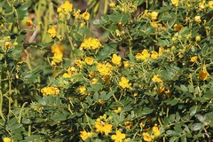 Senna multiglandulosa