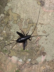 Laranda meridionalis