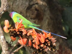 Psittacula cyanocephala
