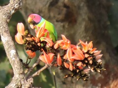 Psittacula cyanocephala