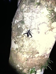 Laranda meridionalis