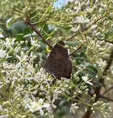 Paralucia pyrodiscus lucida