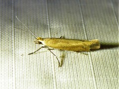 Ypsolopha
