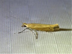 Ypsolopha