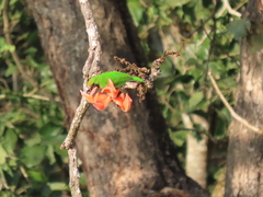 Chloropsis aurifrons