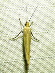 Ypsolopha