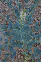 Lepidium strongylophyllum