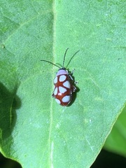 Omophoita magniguttis
