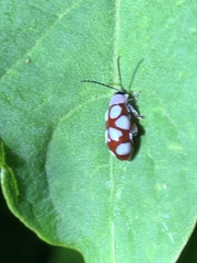 Omophoita magniguttis