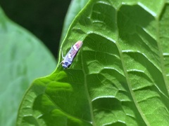 Macugonalia leucomelas