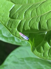 Macugonalia leucomelas