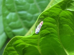 Macugonalia leucomelas