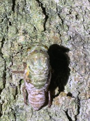 Quesada gigas