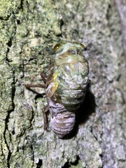 Quesada gigas