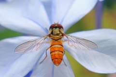 Episyrphus viridaureus