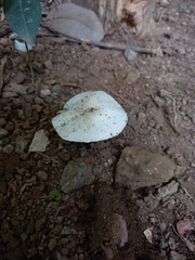 Leucocoprinus brebissonii