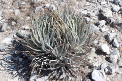 Hechtia
