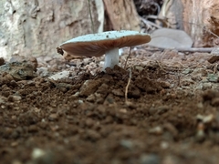 Leucocoprinus brebissonii