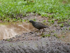 Amaurornis moluccana