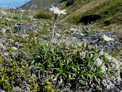 Celmisia spectabilis spectabilis