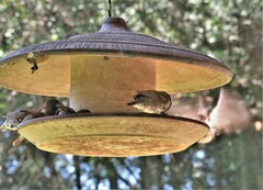 Spermestes cucullata scutata