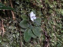 Metapetrocosmea peltata