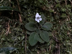 Metapetrocosmea peltata