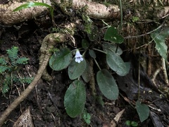 Metapetrocosmea peltata