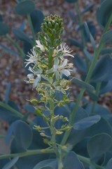 Lepidium strongylophyllum
