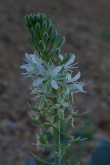 Lepidium strongylophyllum