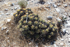 Ferocactus robustus