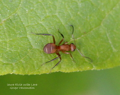 Camponotus rectangularis
